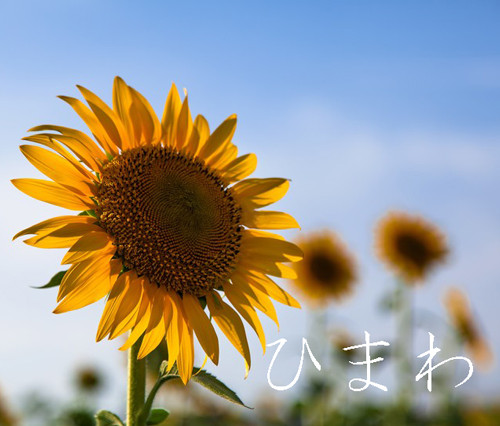 座間ひまわり撮影会