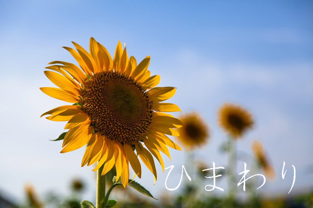 座間ひまわり撮影会