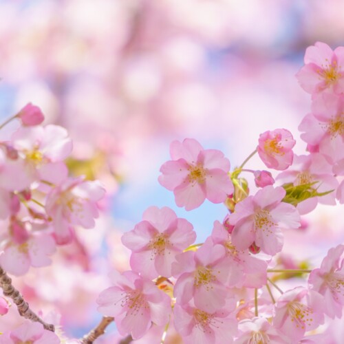 河津桜